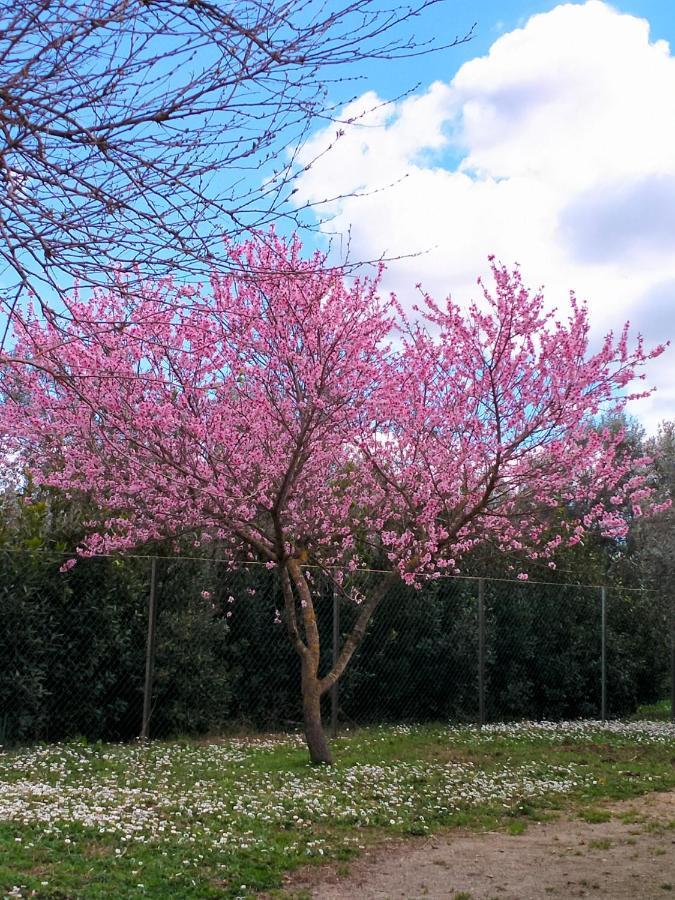 Agriturismo Lungo Albegna Manciano Buitenkant foto